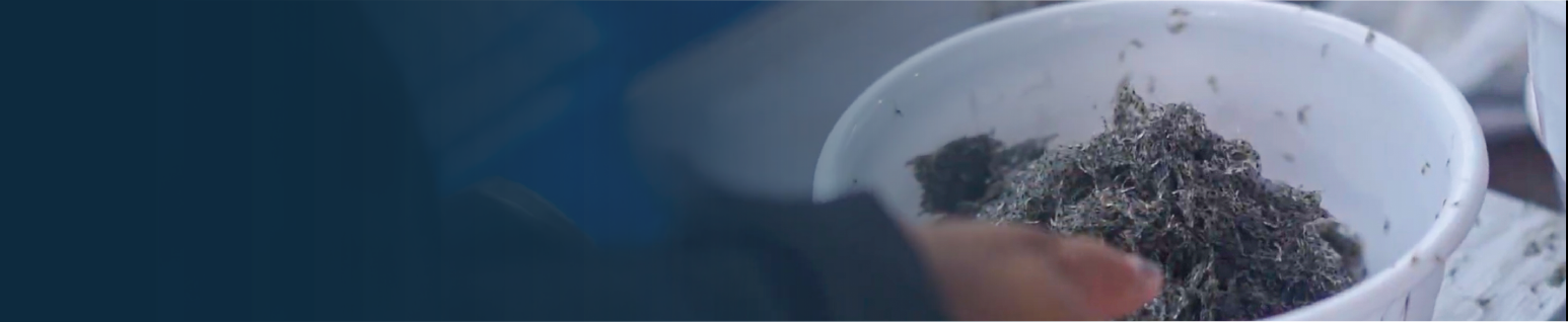 Producción de larvas SANLAB
